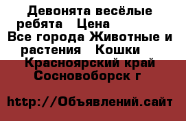 Девонята весёлые ребята › Цена ­ 25 000 - Все города Животные и растения » Кошки   . Красноярский край,Сосновоборск г.